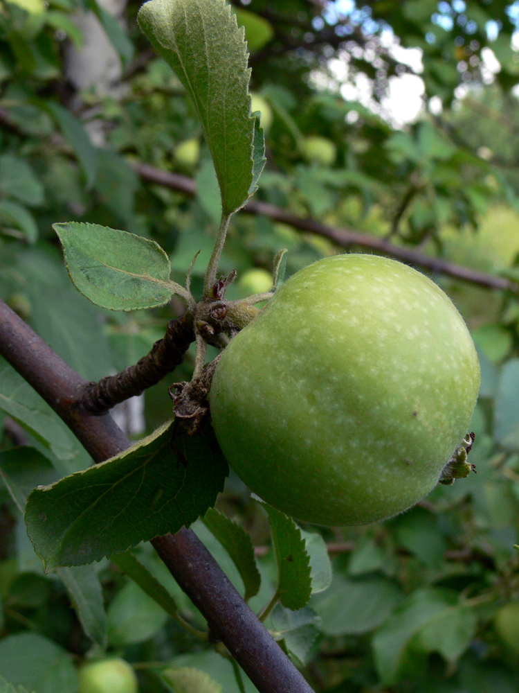 Image of Malus domestica specimen.