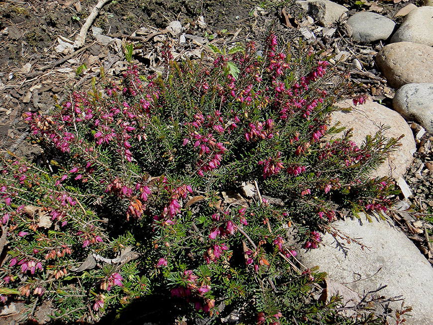 Изображение особи Erica carnea.