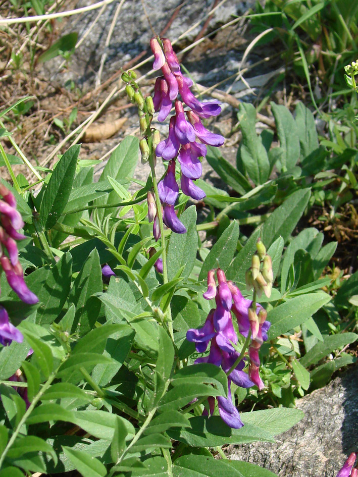 Image of Vicia amoena specimen.