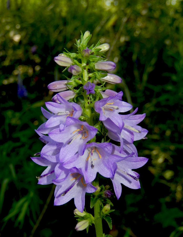 Image of Campanula ruthenica specimen.