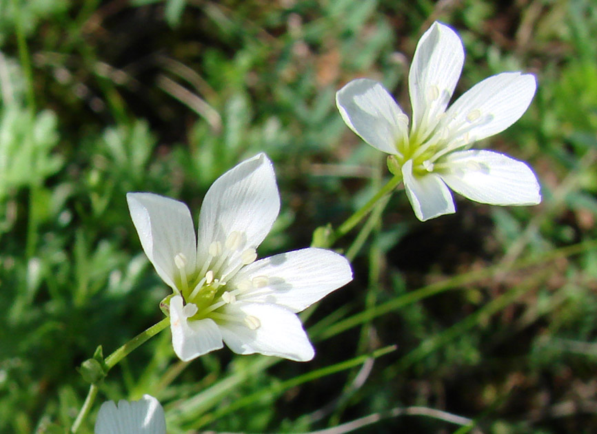 Image of genus Minuartia specimen.