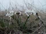 Noccaea macrantha. Цветущее растение. Степной Крым, Тарханкут, Джангуль. 1 апреля 2006 г.