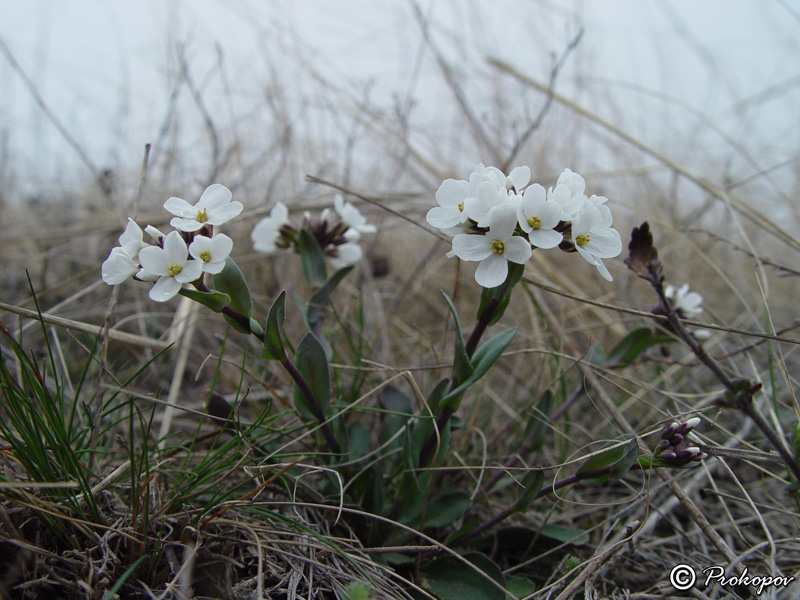 Изображение особи Noccaea macrantha.