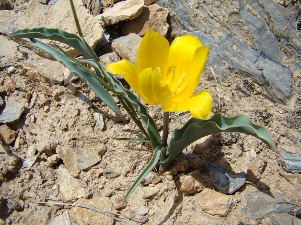 Изображение особи Tulipa talassica.