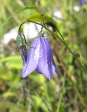 Campanula rotundifolia