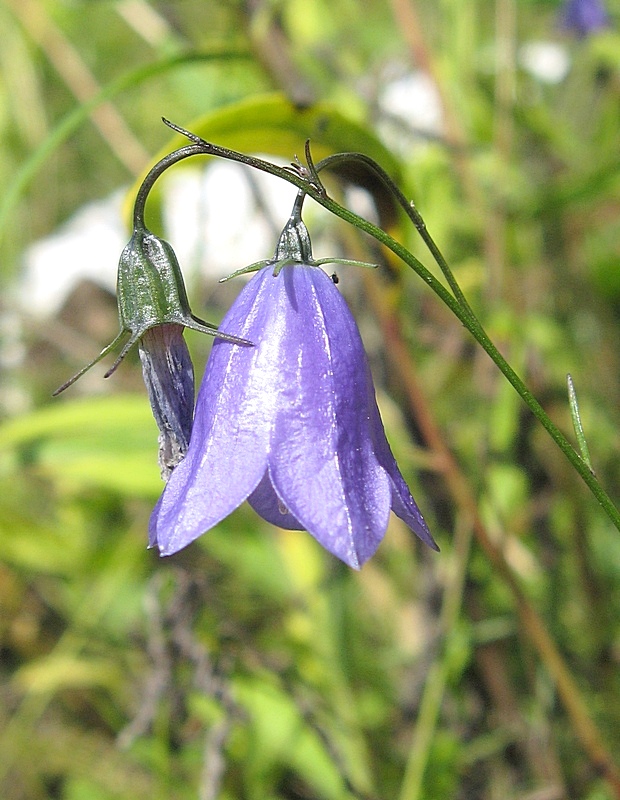 Image of Campanula rotundifolia specimen.