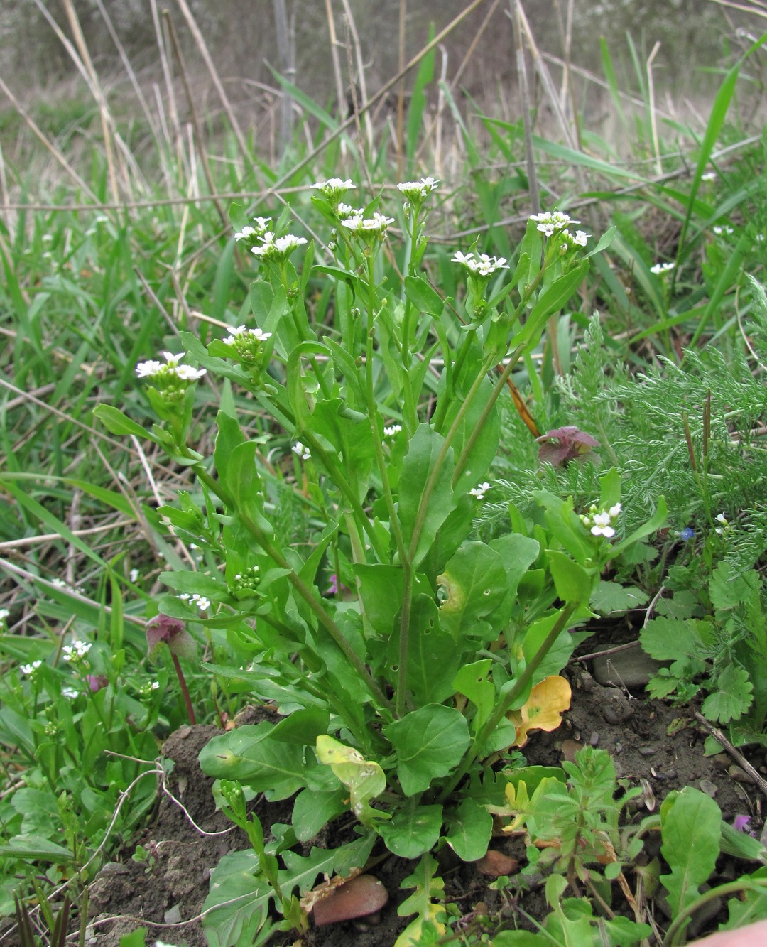 Изображение особи Calepina irregularis.