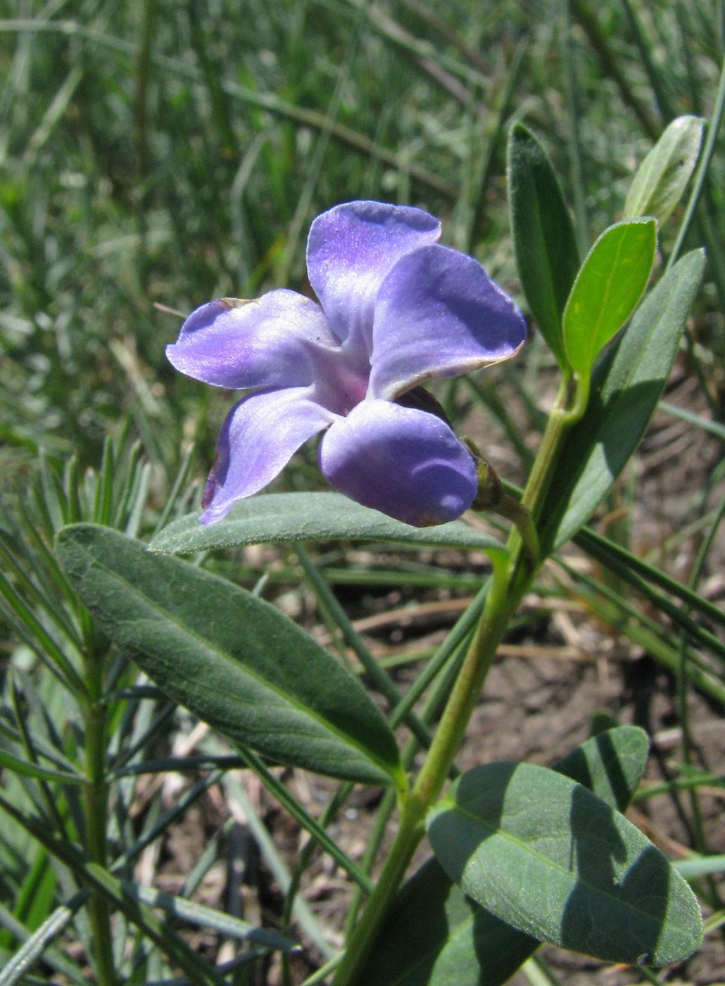 Image of Vinca minor specimen.