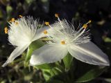 Tradescantia fluminensis