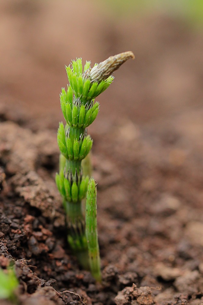 Image of Equisetum sylvaticum specimen.