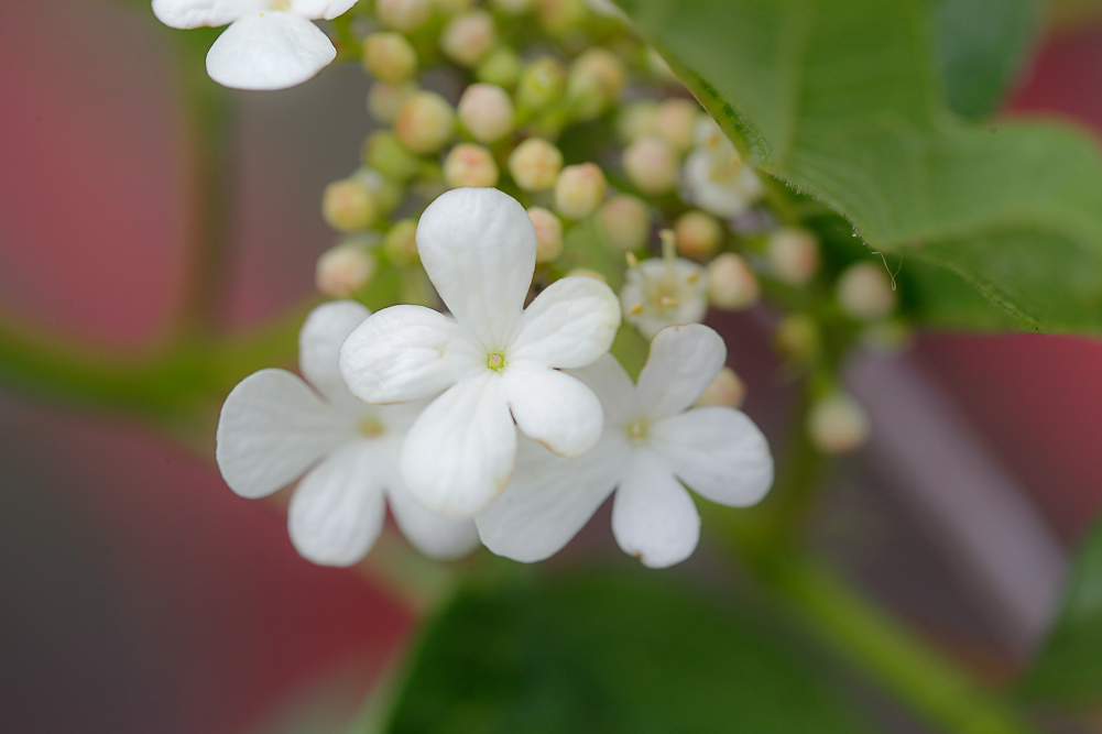 Image of Viburnum opulus specimen.