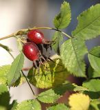 genus Rosa. Зрелые плоды. Санкт-Петербург. 16.09.2009.