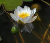 Nymphaea candida