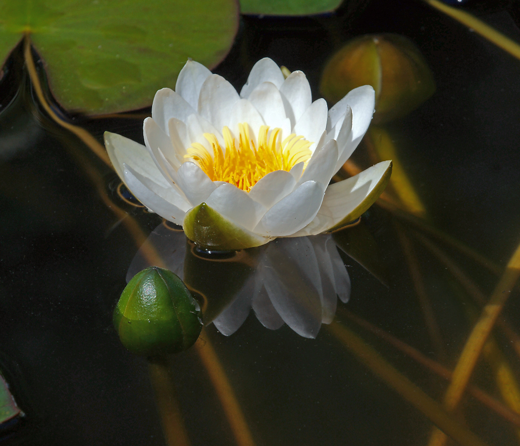 Image of Nymphaea candida specimen.