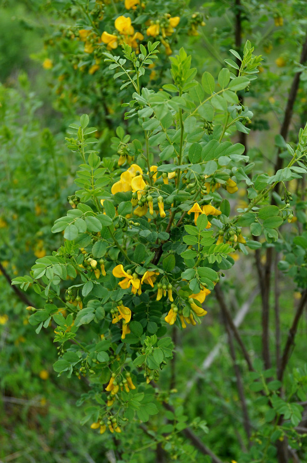 Image of Colutea cilicica specimen.