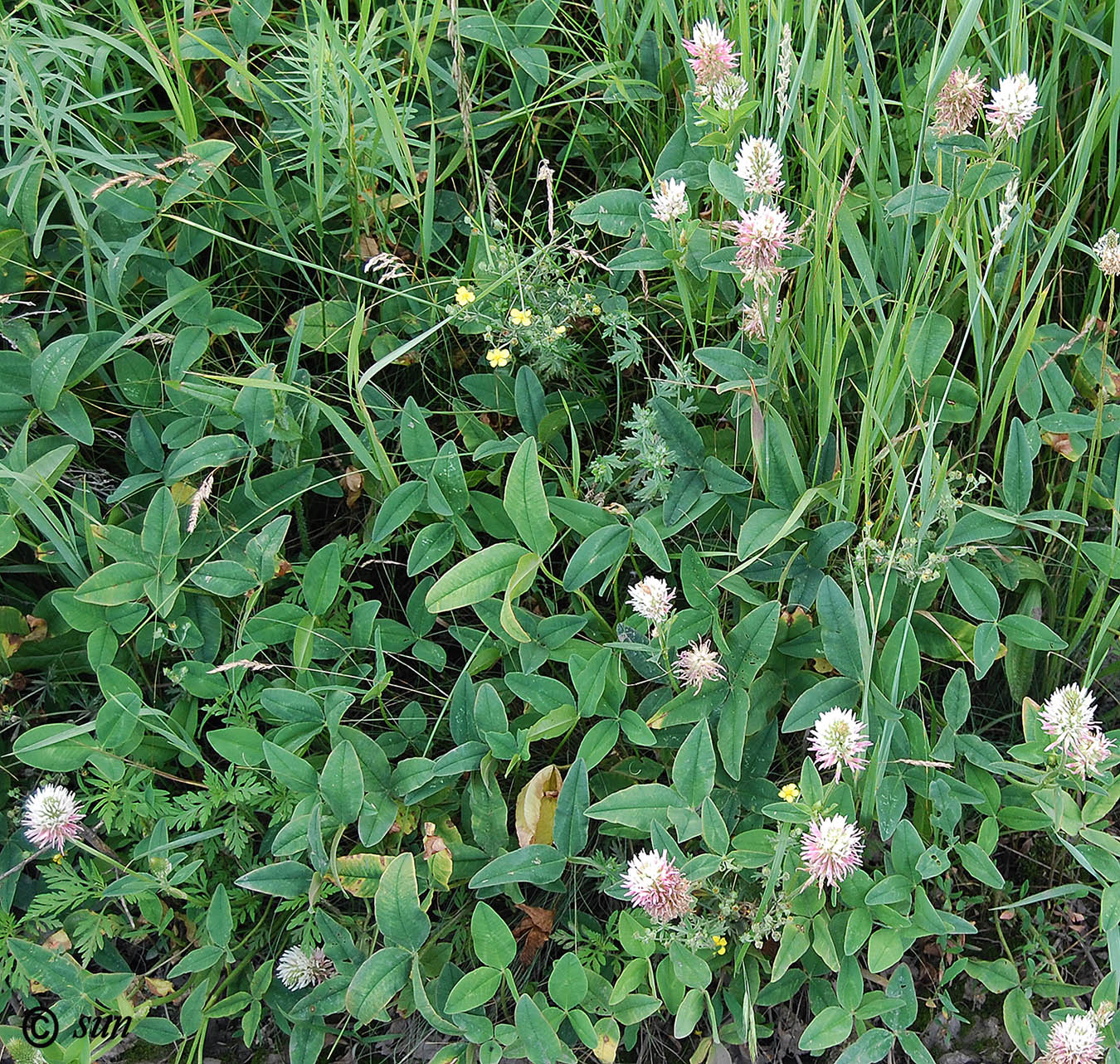 Image of Trifolium ambiguum specimen.