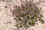 Thymus × dimorphus. Цветущее растение на ракушечном пляже. Крым, Арабатская стрелка, урочище Рожково. 22.06.2016.