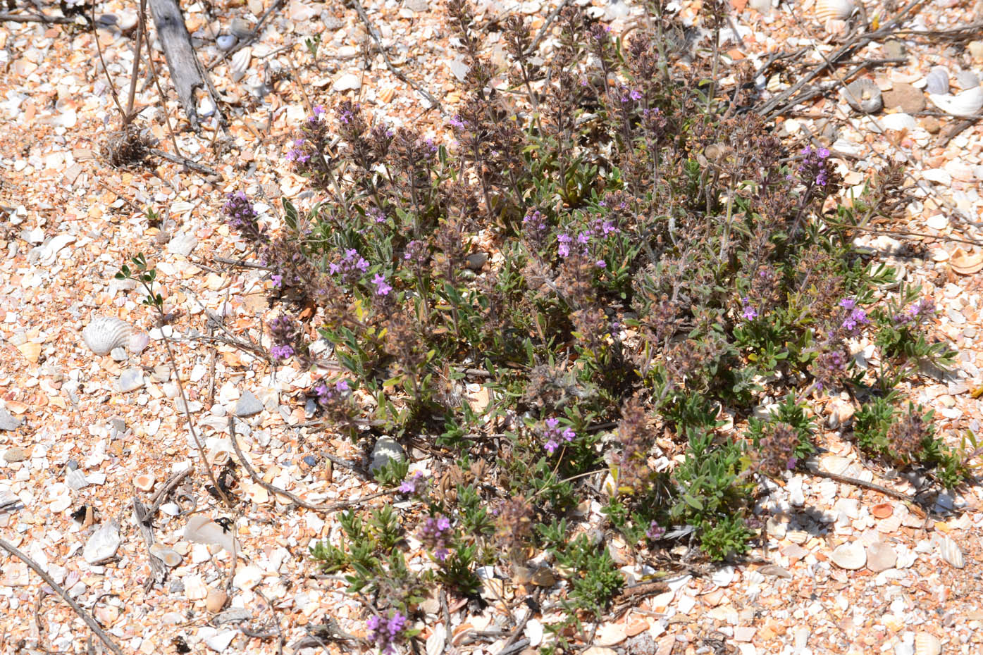 Изображение особи Thymus &times; dimorphus.