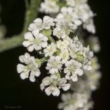 Image of taxon representative. Author is Максим Гуляев