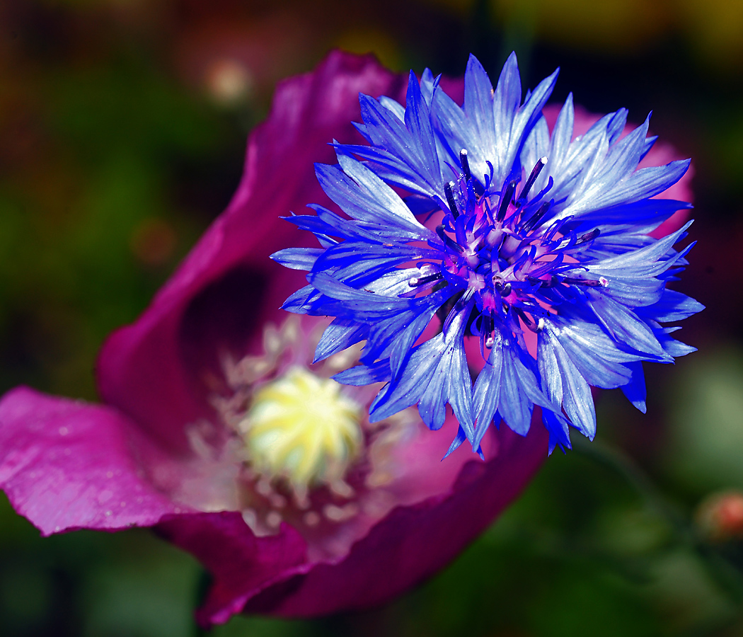 Изображение особи Centaurea cyanus.