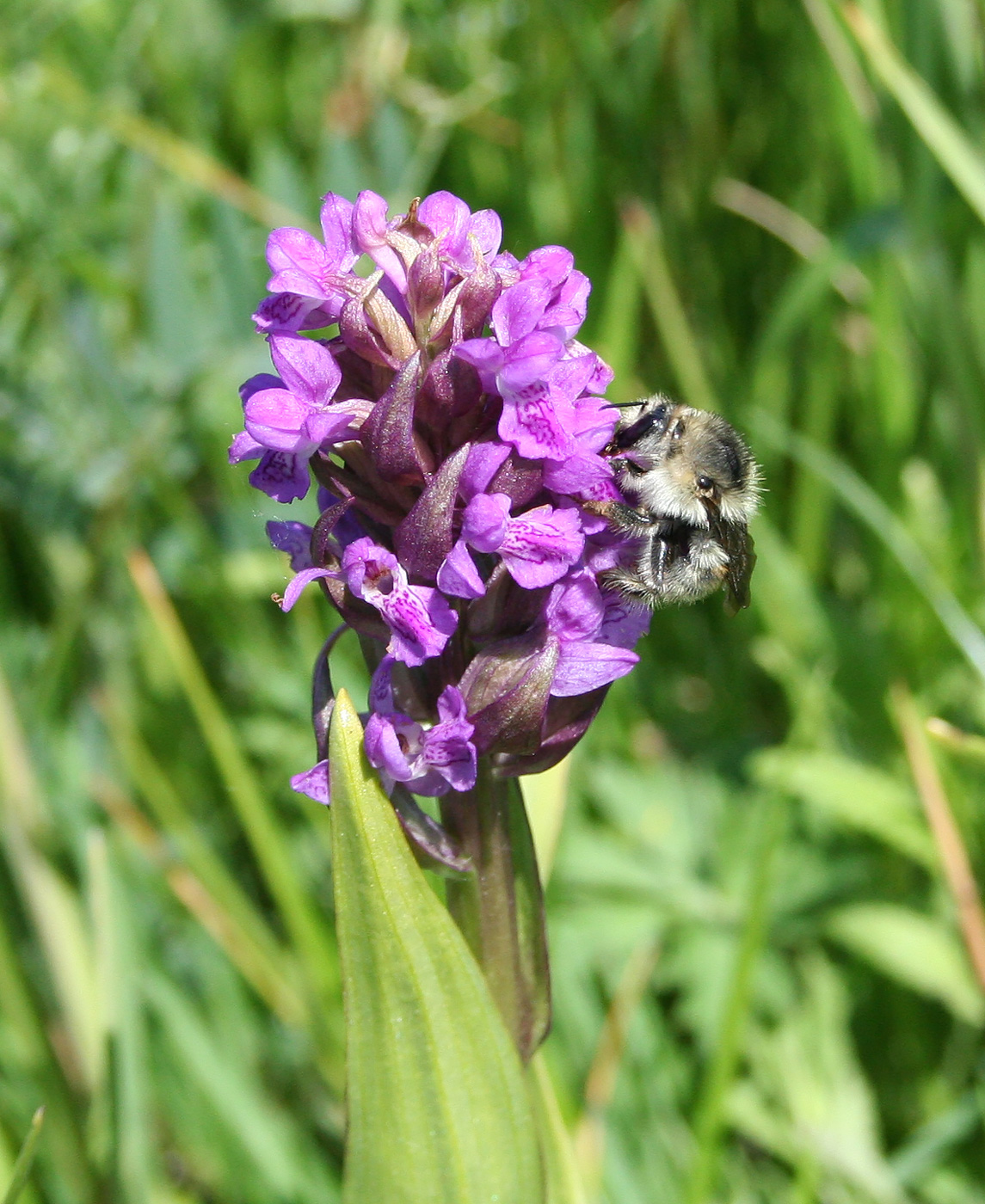 Image of Dactylorhiza sibirica specimen.