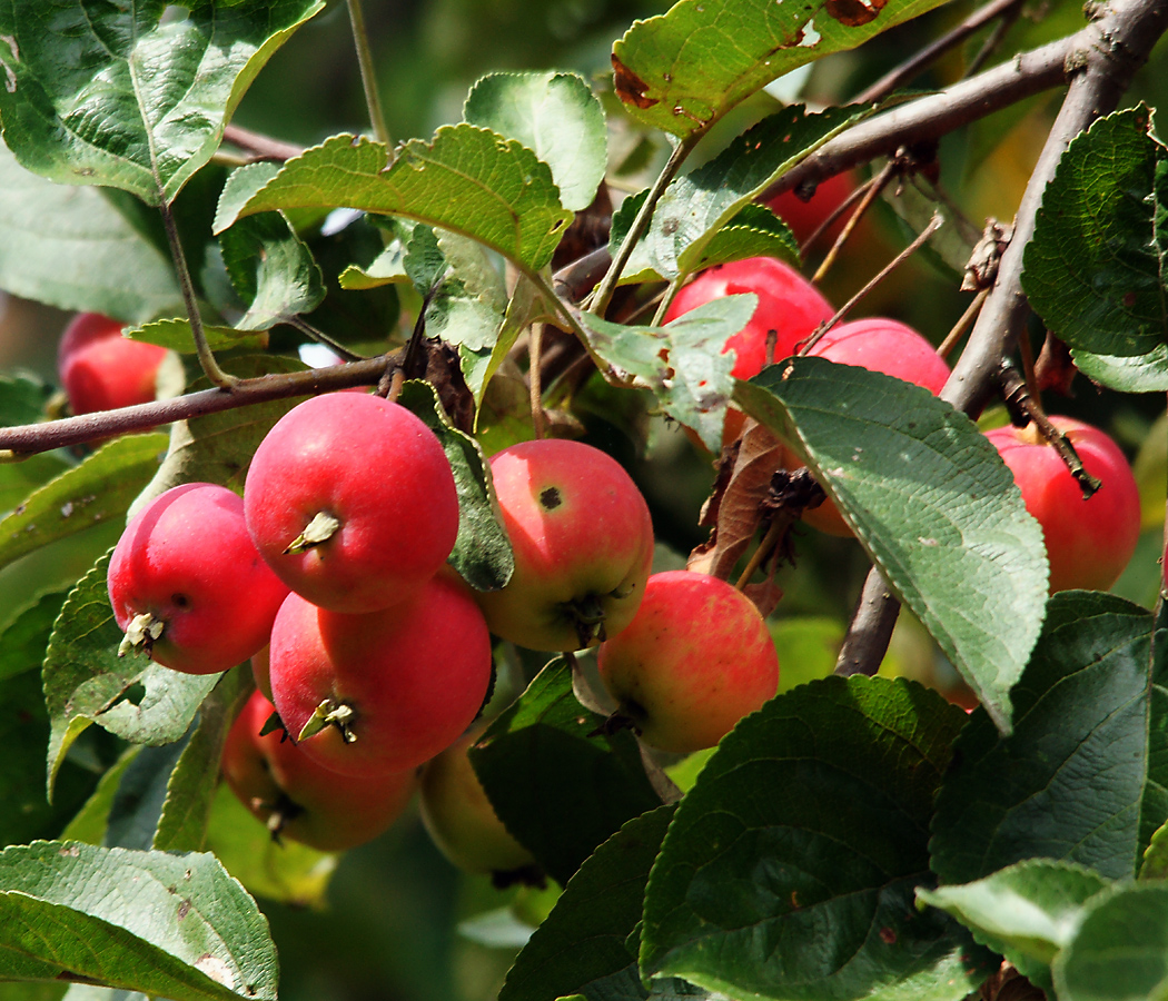 Image of Malus prunifolia specimen.