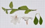 Cordia parvifolia