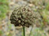Allium prokhanovii