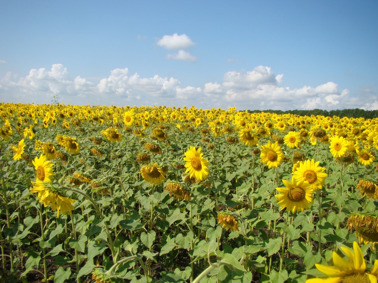 Image of Helianthus annuus specimen.