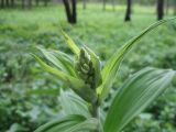 род Veratrum