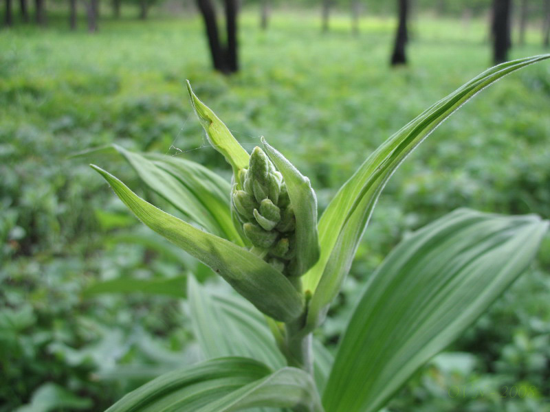 Изображение особи род Veratrum.