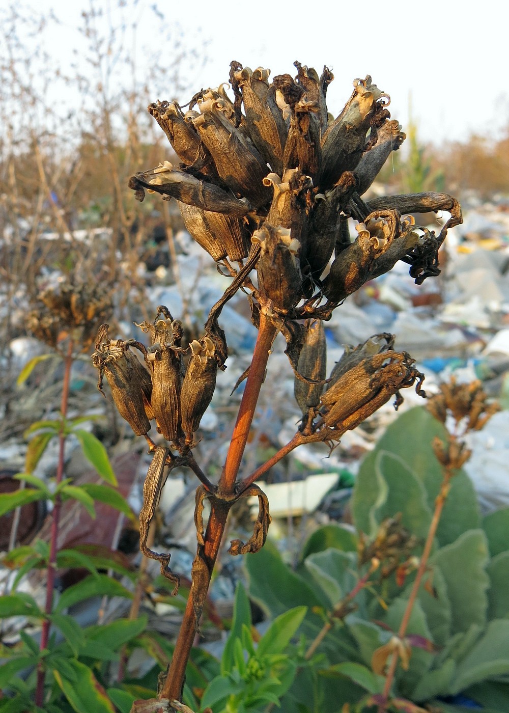 Image of Saponaria officinalis specimen.