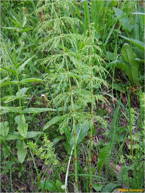 Image of Equisetum sylvaticum specimen.