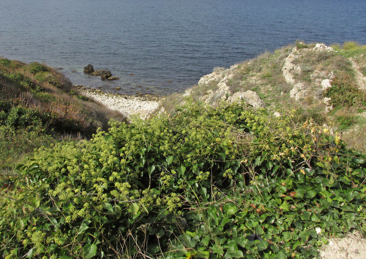 Image of Hedera helix specimen.