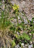 Pedicularis sibthorpii