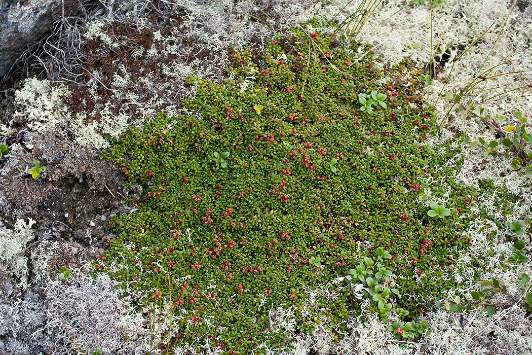 Image of Loiseleuria procumbens specimen.