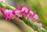 Spiranthes australis. Часть соцветия. Приморский край, Уссурийский гор. округ, окр. с. Монакино, широколиственное редколесье. 16.08.2016.