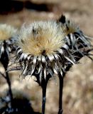 Carlina biebersteinii