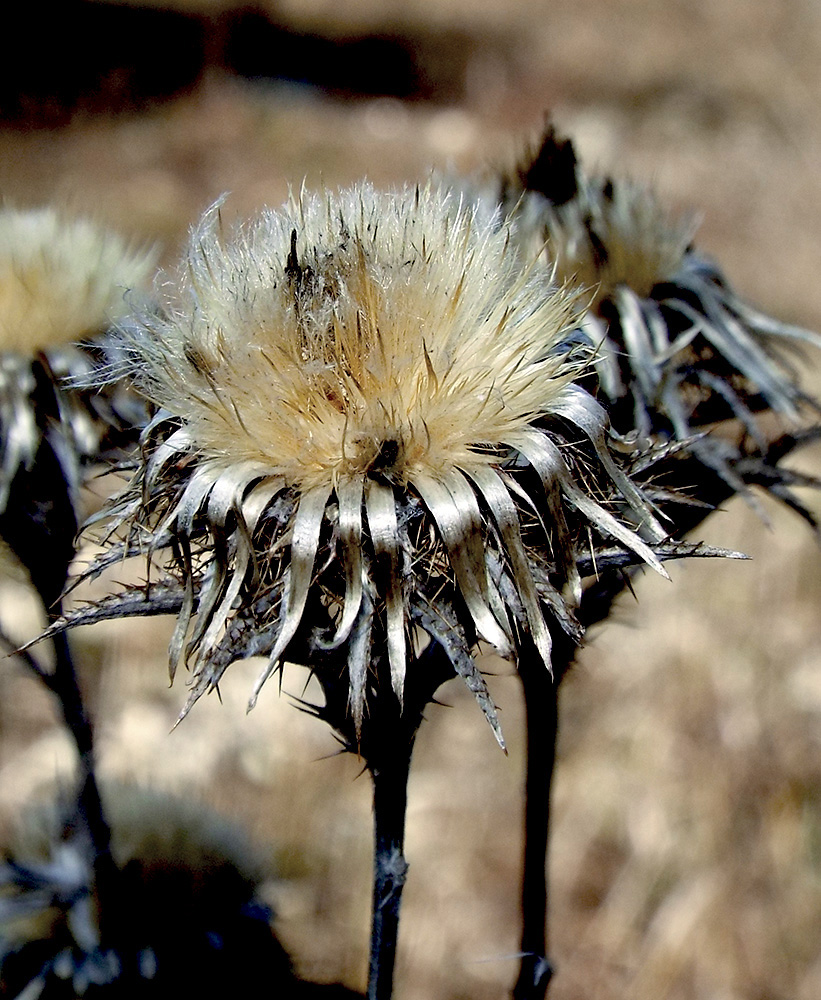 Image of Carlina biebersteinii specimen.
