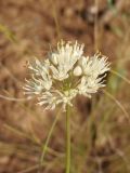 Allium flavescens