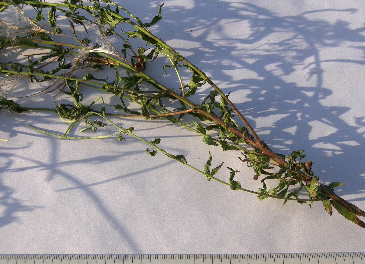 Image of Epilobium tetragonum specimen.