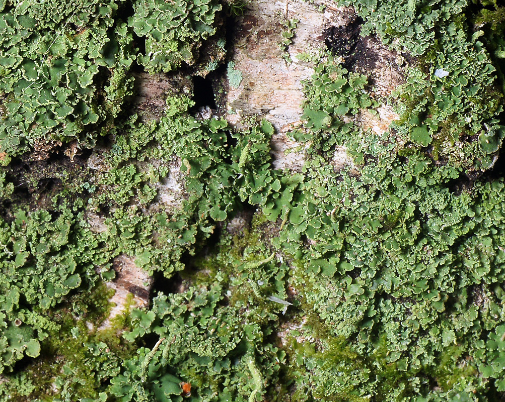 Image of genus Cladonia specimen.