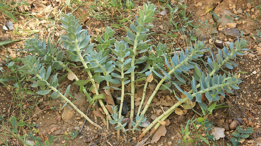 Image of Euphorbia myrsinites specimen.