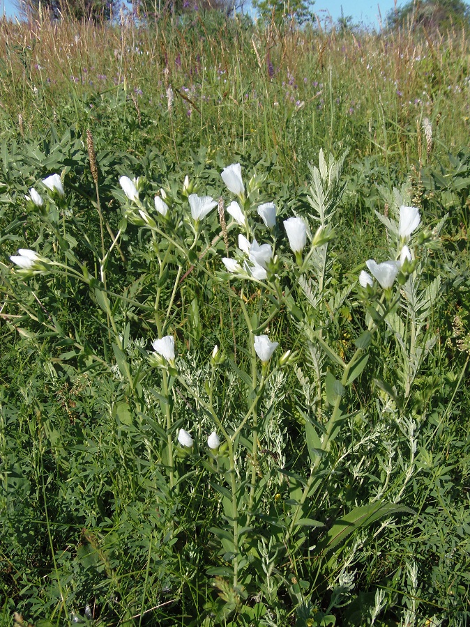 Изображение особи Linum hirsutum.