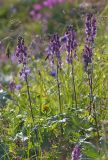 род Aconitum. Цветущие растения. Восточный Саян, хр. Большой Саян, басс. р. Тисса, басс. р. Хараганта, горная тундра, приручьевой луг. 21.07.2015.