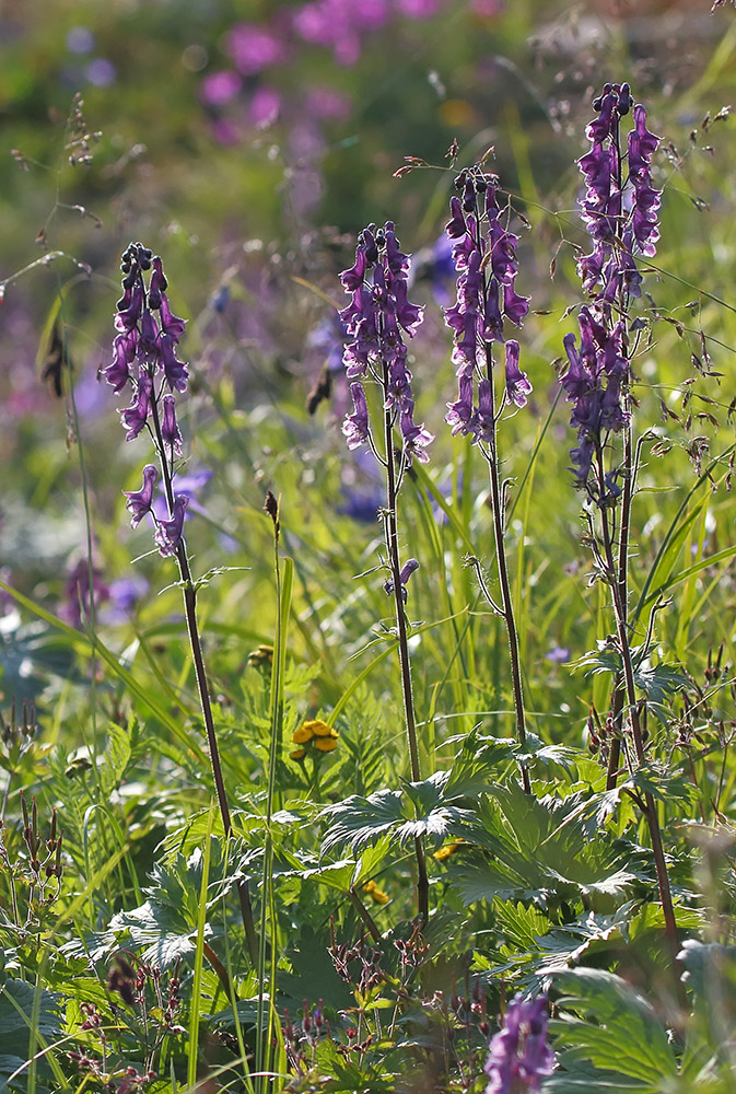 Изображение особи род Aconitum.