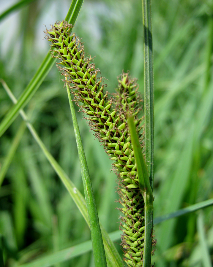 Изображение особи Carex acutiformis.