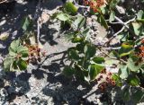 Spiraea trilobata