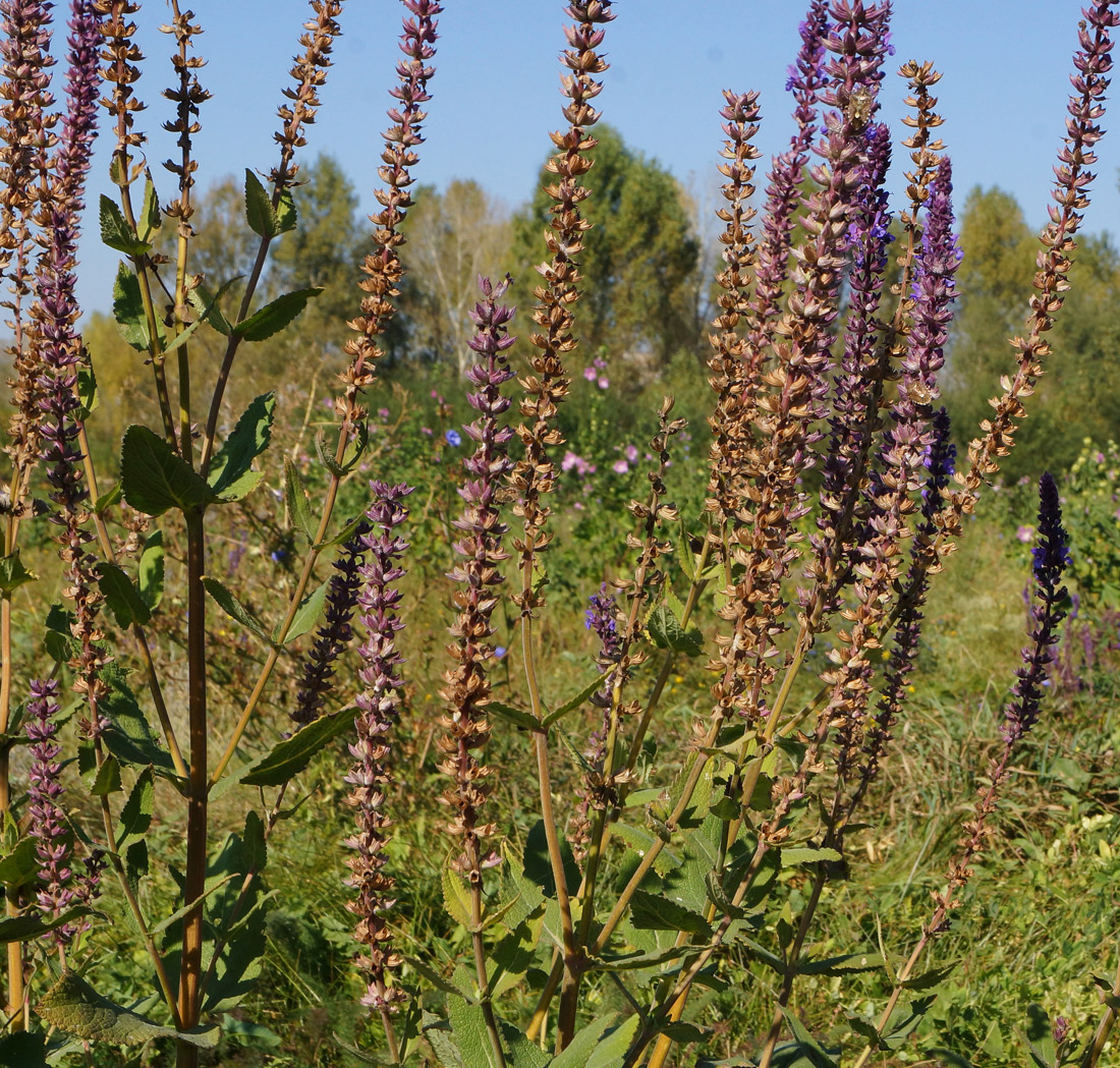 Изображение особи Salvia deserta.