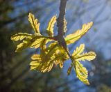 Quercus robur. Ветка с молодыми листьями. Средний Урал, Пермский край, Добрянский р-н, 5 км от ст. Ярино, опушка смешанного леса, давно заброшенный садовый участок. Май 2014 г.